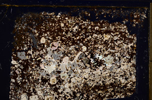 Cross Polarized, E21177