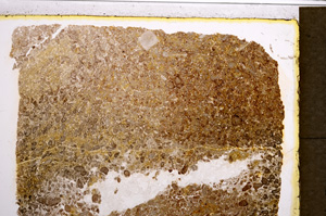 Plane Polarized, E21218