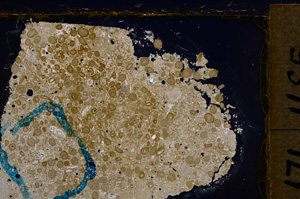 Cross Polarized, E21219