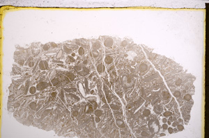 Plane Polarized, E21228