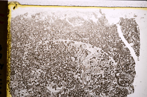 Plane Polarized, E21232