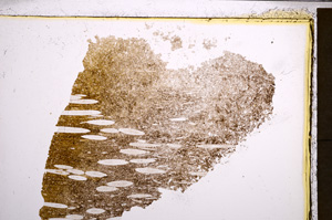 Plane Polarized, E21261