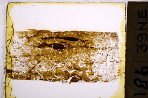 Plane Polarized, E21313