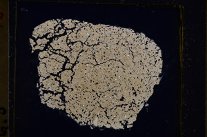 Cross Polarized, E21337
