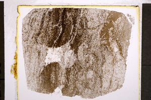Plane Polarized, E21347