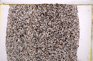 Plane Polarized, E21381