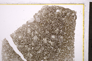 Plane Polarized, E21389