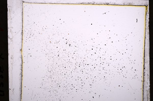 Plane Polarized, E21401/B