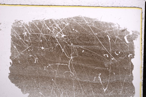 Plane Polarized, E21424