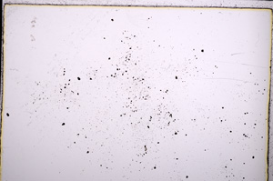 Plane Polarized, E21424/A