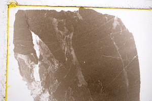 Plane Polarized, E21426