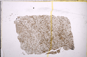 Plane Polarized, E21439