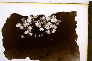 Plane Polarized, E21446/B