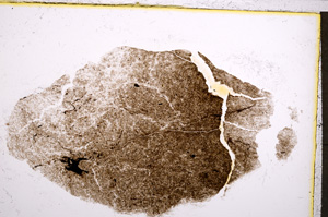 Plane Polarized, E21454