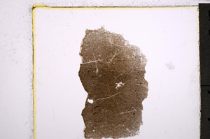 Plane Polarized, E21460/A