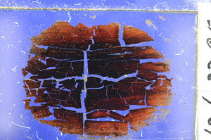 Cross Polarized, E21462