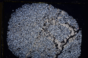 Cross Polarized, E21464