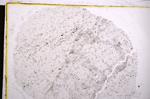 Plane Polarized, E21464