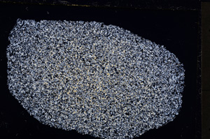 Cross Polarized, E21466