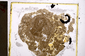 Plane Polarized, E21467