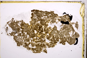 Plane Polarized, E21468