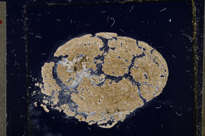 Cross Polarized, E21469