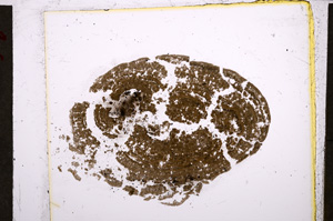 Plane Polarized, E21469