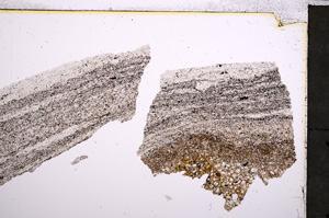 Plane Polarized, E21475