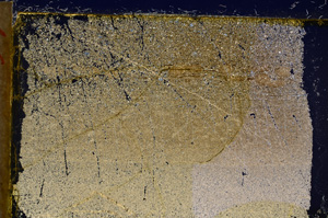 Cross Polarized, E21486
