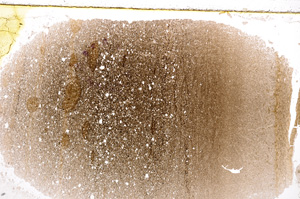 Plane Polarized, E21486/B