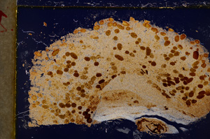 Cross Polarized, E21487