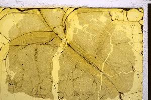 Plane Polarized, E21499