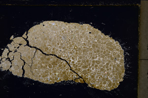 Cross Polarized, E21508