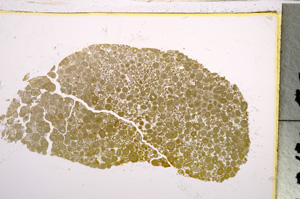 Plane Polarized, E21508