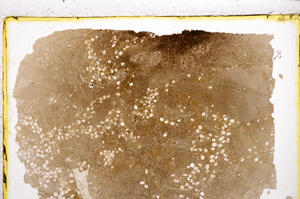 Plane Polarized, E21565