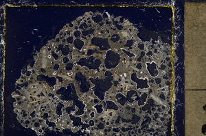 Cross Polarized, E21578