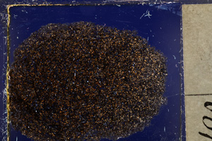 Cross Polarized, E21579