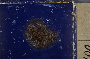 Cross Polarized, E21580