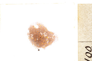 Plane Polarized, E21580