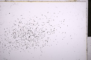 Plane Polarized, E21612