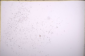 Plane Polarized, E21633