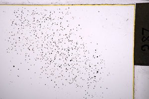 Plane Polarized, E21642
