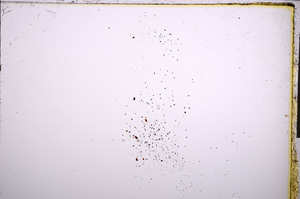 Plane Polarized, E21643
