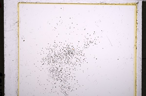 Plane Polarized, E21653