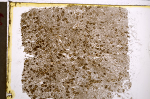 Plane Polarized, E21661