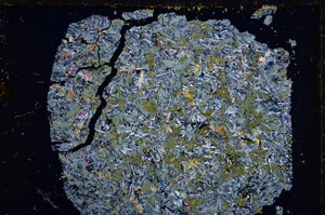 Cross Polarized, E21662