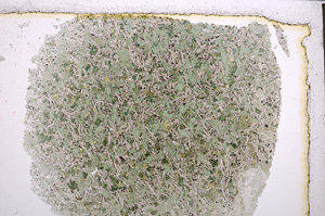 Plane Polarized, E21667