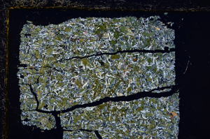 Cross Polarized, E21670