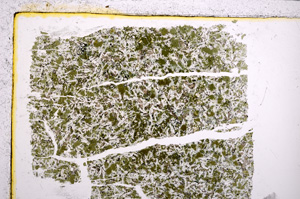 Plane Polarized, E21670