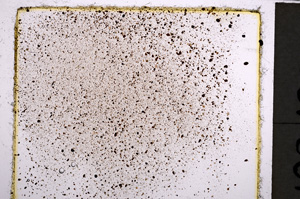 Plane Polarized, E21674/A